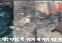 नेबुआ नौरंगिया: झोपड़ी में लगी भीषण आग, दो मवेशी की मौत